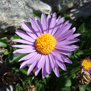 Rando, Fleurs de nos montagnes