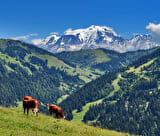 Goûter en alpage, au Chalet Blanc