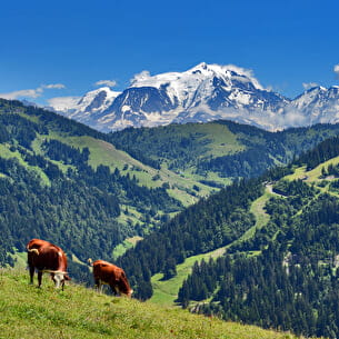Vache