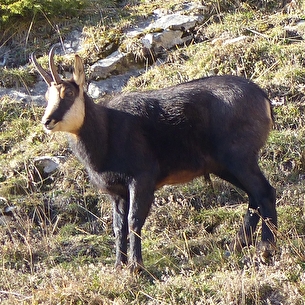 Chamois