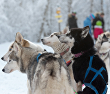 Baptême en chiens de Traîneaux