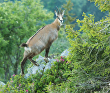 chamois4