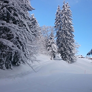 A pas feutres en forêt et panorama sur le Mont Blanc