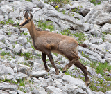chamois2