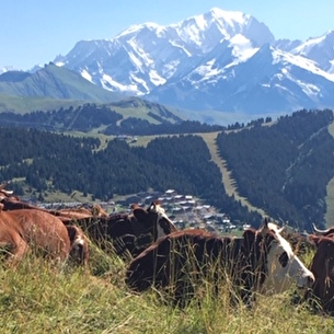 Rando à l'alpage avec traite des vaches