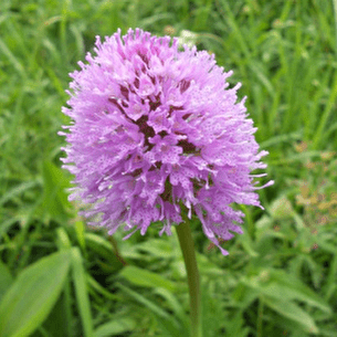 Sortie flore
