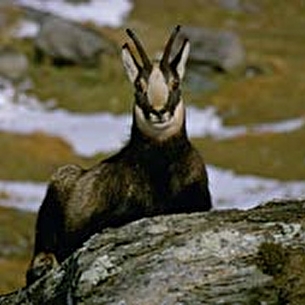 Randonnée pédestre : Soirée Chamois