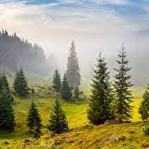 Balade immersion en forêt avec initiation marche Afgane