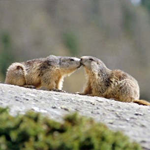 Marmottes