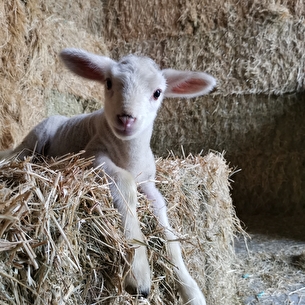 Visite de la bergerie