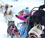 Balade en chiens de traîneau - Savoie - Alpes - Valloire Tourisme