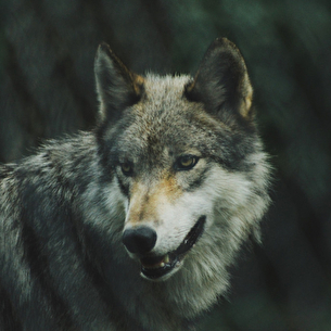 sur les traces des loups du Vercors