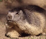 marmotte