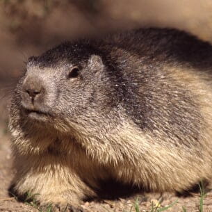 Randonnées guidées Animaux de la montagne