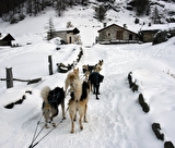 Chiens de traineaux vers le monal