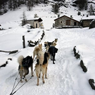 Chiens de traineaux vers le monal