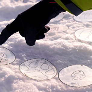 Sur les traces des animaux de montagne