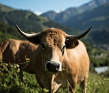 Agriculture Valloire