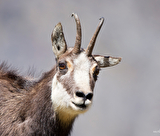 chamois1