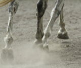 Serre Chevalier Equitation