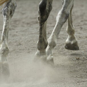 Equitation