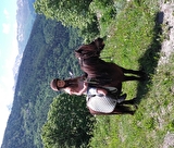 Balade en poneys - Le ranch des Cimes