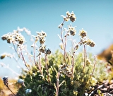 Balade : Les plantes comestibles