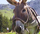 Auprès de mon âne