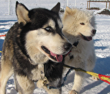 chiens de traineau
