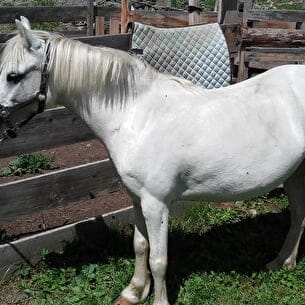Balade en poneys - Le ranch des Cimes