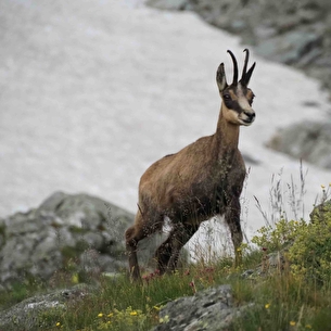 Chamois