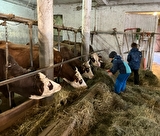 Rando à la ferme avec traite des vaches et dégustation de produis locaux