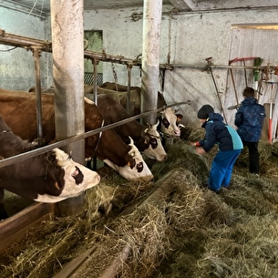 Sortie Vaches