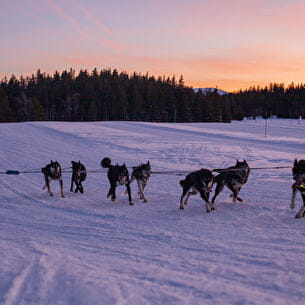 Chien de traîneau coucher soleil Chamrousse