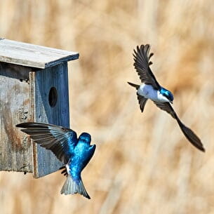 Atelier Do It Yourself: Nichoir à oiseaux