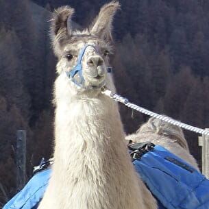 randonnée raquette et Lama