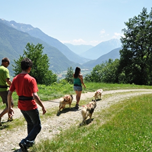 Cani-randonnée avec Run Arctic
