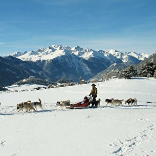 Chiens de traineau