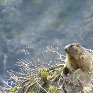 sortie marmottes