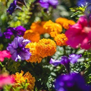 Balade : Les plantes comestibles