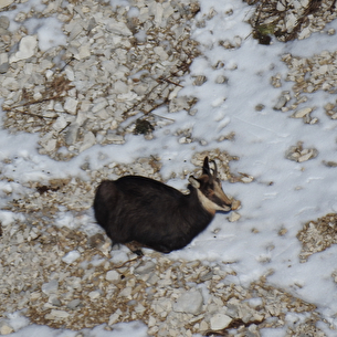 La faune en hiver