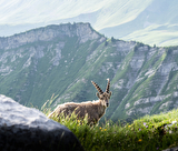 Randonnées guidées Animaux de la montagne