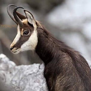 A la découverte des chamois - Esprit montagne