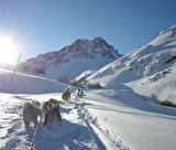 Balade en chiens de traîneau - Savoie - Alpes - Valloire Tourisme
