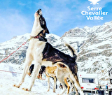 Cani Balade Nordique - Chiens de traineaux