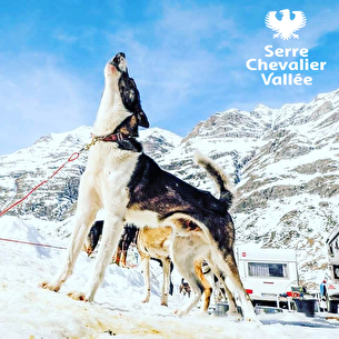 Cani Balade Nordique - Chiens de traineaux