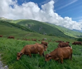 Rando à l'alpage avec traite des vaches