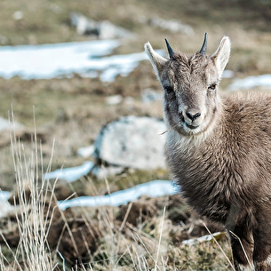 Sur les traces de la vie sauvage