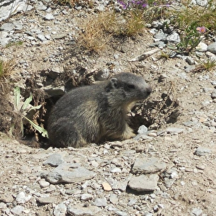 Photo sortie faune