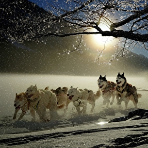 MUSHER KIDS - Ecole de chiens de traîneaux avec et pour les enfants par EXTRAPATTES
